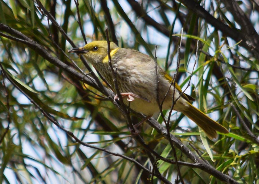 Honeyeater yellow plumed 00005.JPG